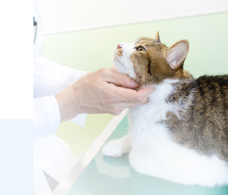 久我山動物医療センター